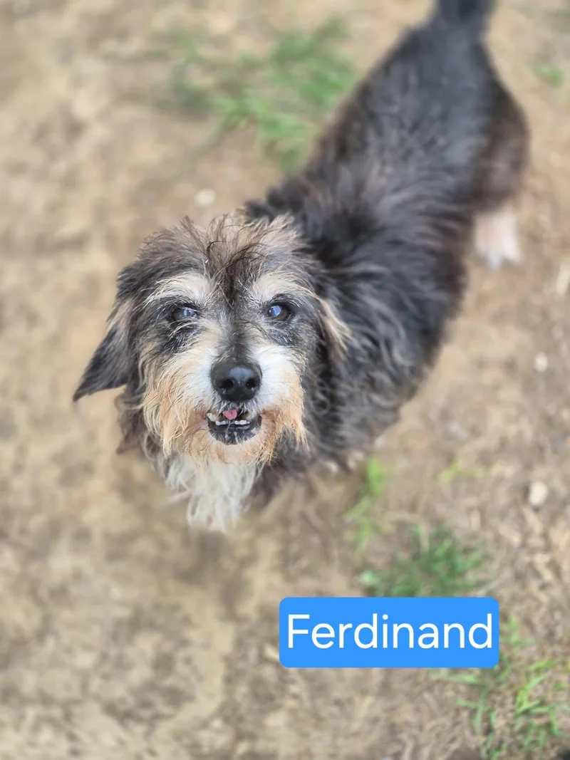Franz Ferdinand thumbnail 4