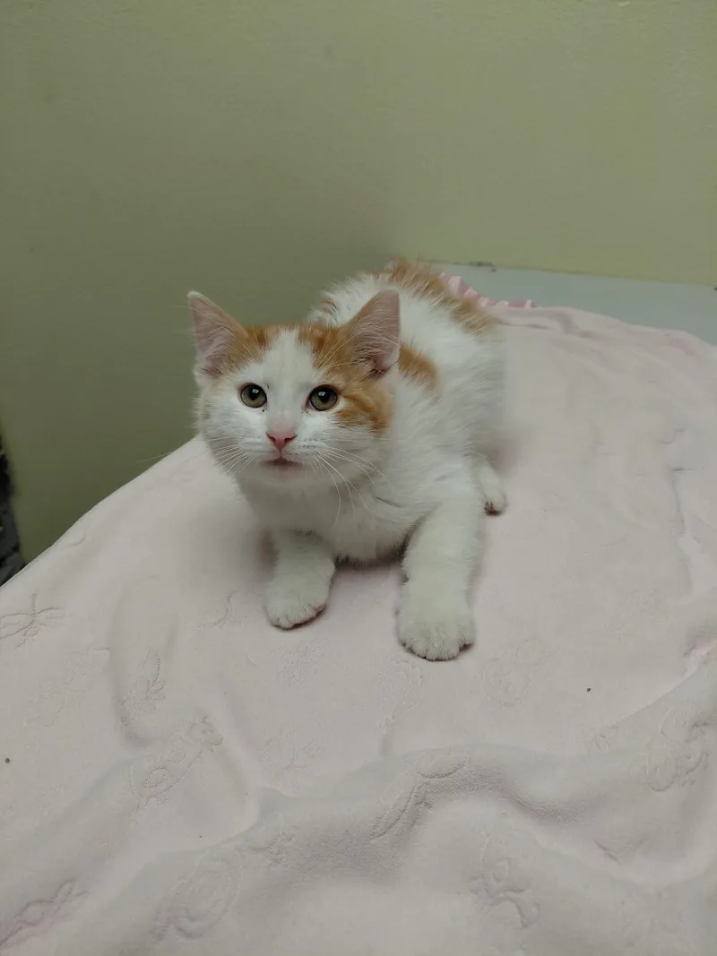 A baby medium-sized male Orange & White Domestic Short Hair cat named Pinky for adoption in Hazleton, IA