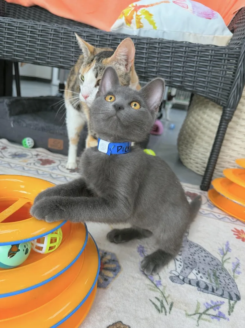 A baby medium-sized male Russian Blue cat named Pierogi for adoption in Tavares, FL