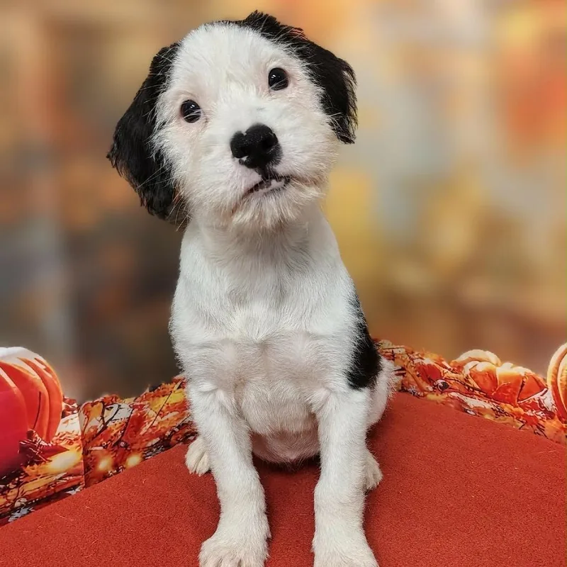 A baby medium-sized female Poodle dog named Embree for adoption in Griswold, CT