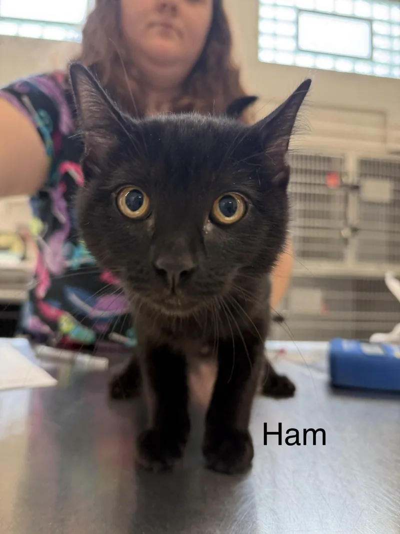 Ham
