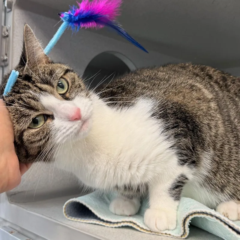 An adult medium-sized female Brown / Chocolate Domestic Short Hair cat named Comet for adoption in New York, NY