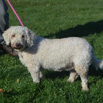 An adult small-sized female Bichon Frise dog named Nubble for adoption in Elk Grove Village, IL