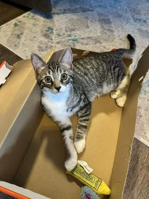 A young medium-sized male Domestic Short Hair cat named Baked for adoption in Dripping Springs, TX