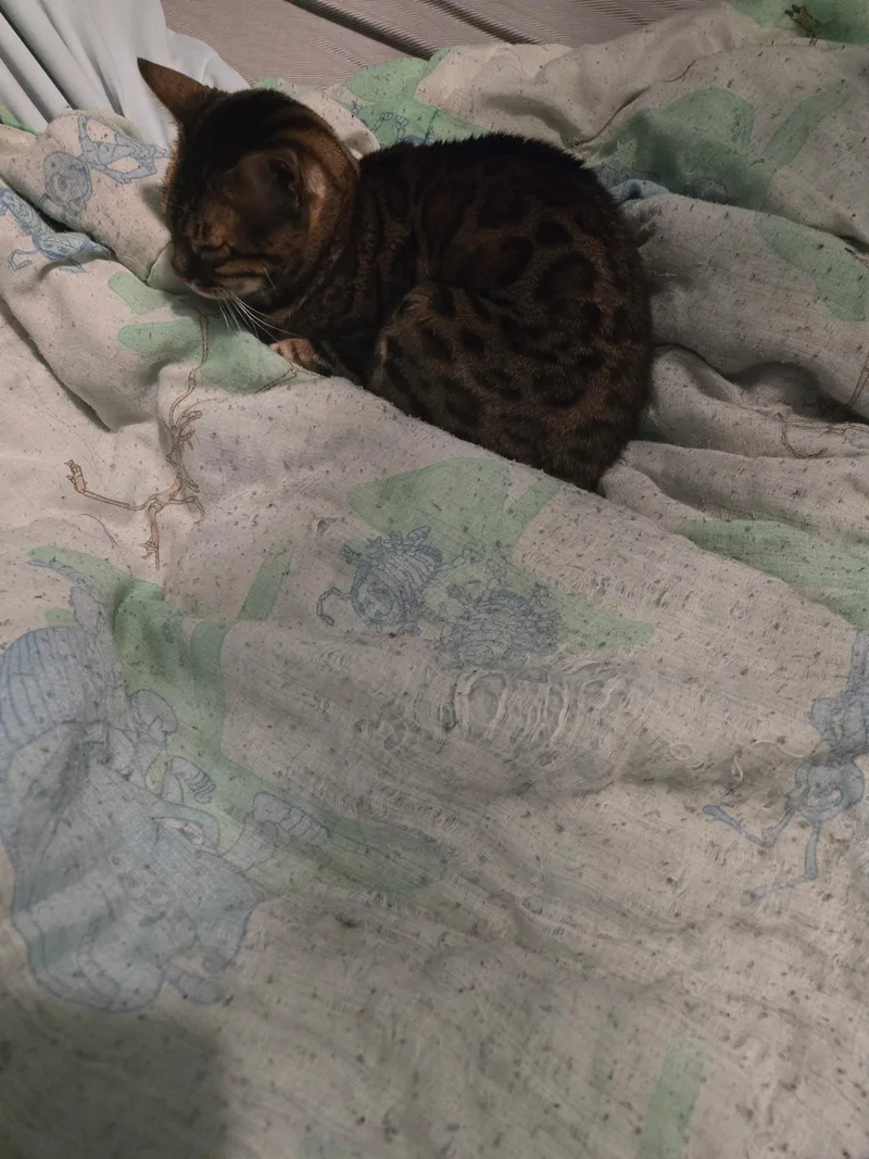 An adult medium-sized female Brown / Chocolate Bengal cat named Sheena for adoption in Galloway, NJ
