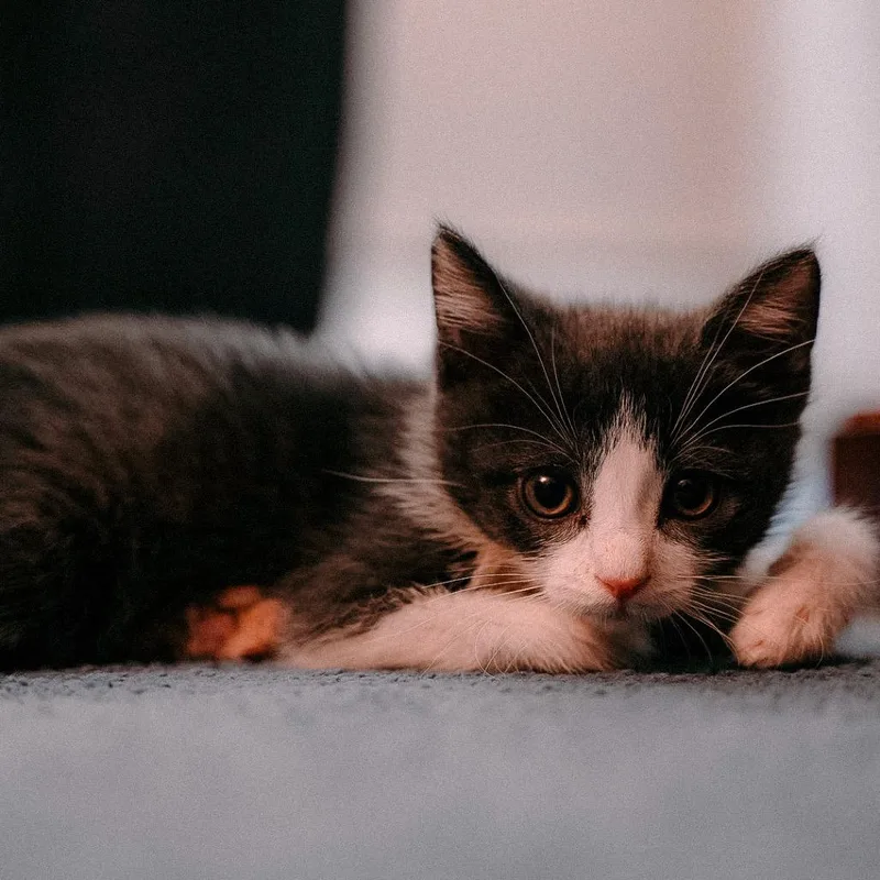 A baby small-sized male White Domestic Short Hair cat named Grogu for adoption in Middle Village, NY