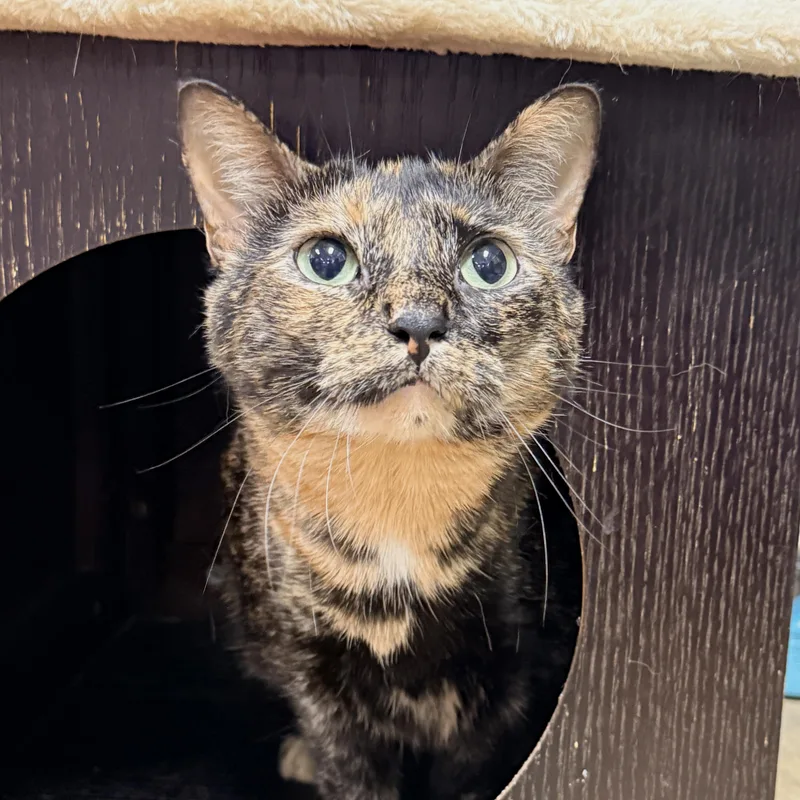 An adult medium-sized female Tortoiseshell cat named Louise for adoption in Collierville, TN