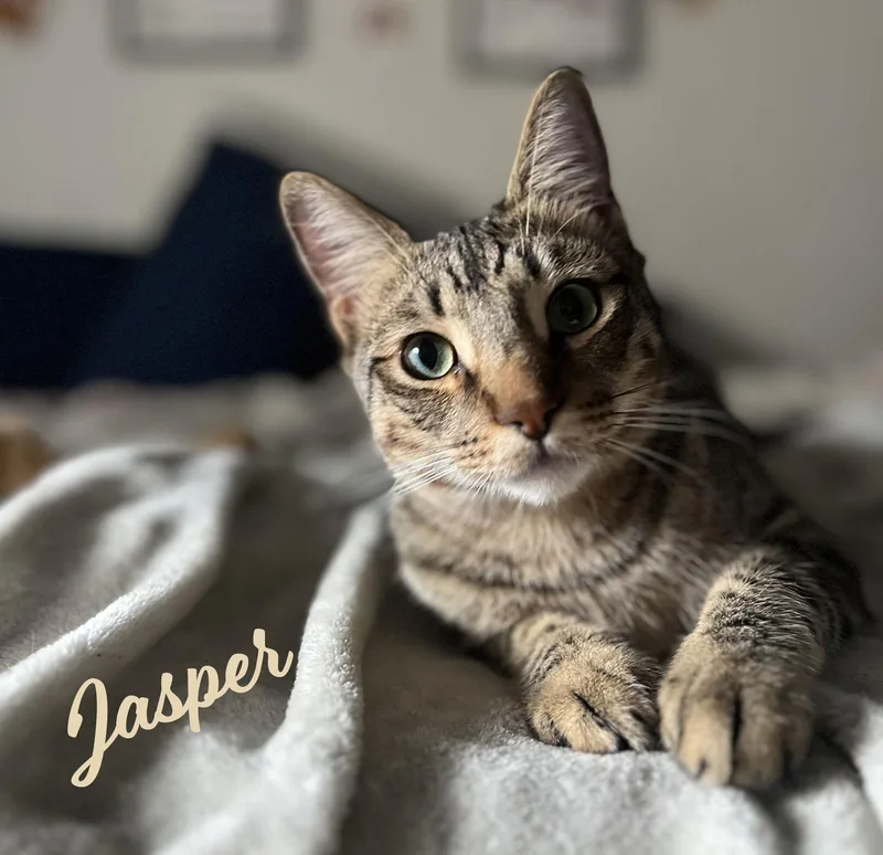 A young medium-sized male Tabby cat named Jasper bondedtoKarma for adoption in Houston, TX