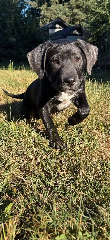 A young medium-sized female Black Labrador Retriever dog named Tula Lou for adoption in North Bend, WA