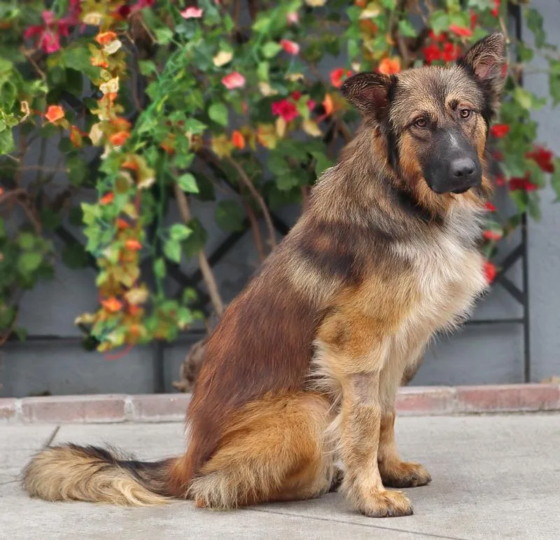 A young large-sized male Sable German Shepherd Dog dog named Alvin von Alsenz for adoption in Los Angeles, CA