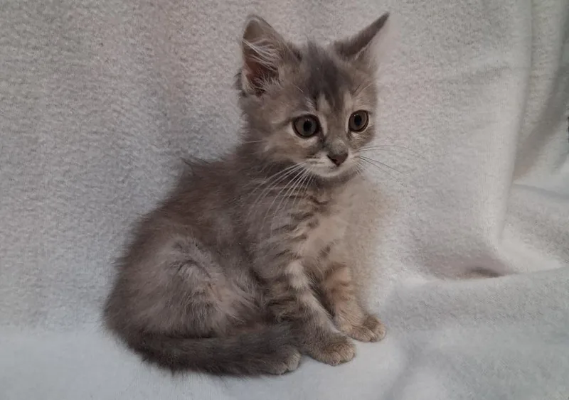 A baby small-sized female Gray / Blue / Silver Domestic Long Hair cat named Hermione for adoption in Greensboro, NC
