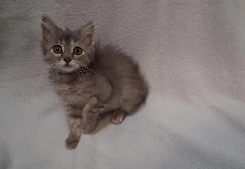 Hermione thumbnail 4