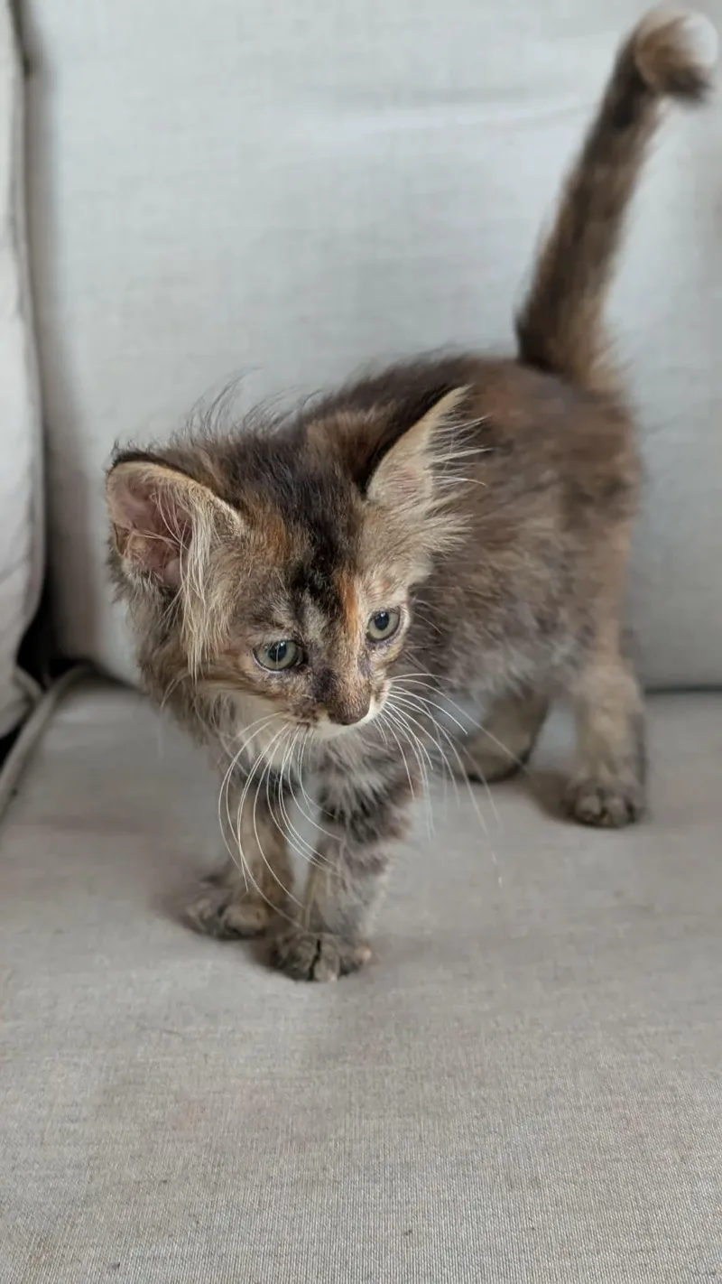 A baby medium-sized female Torbie Domestic Long Hair cat named Bee for adoption in Tulsa, OK