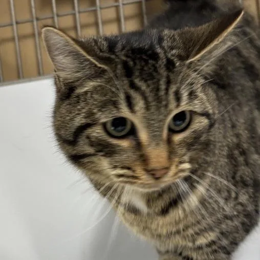 A young medium-sized male Black Domestic Short Hair cat named Peeper for adoption in New York, NY