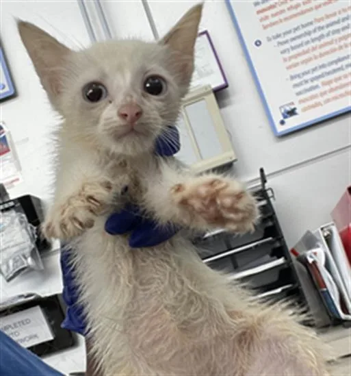 A baby medium-sized female Domestic Short Hair cat named Pasha for adoption in Dallas, TX