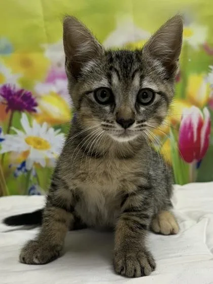 A young small-sized female Domestic Short Hair cat named Rarity for adoption in San Antonio, TX
