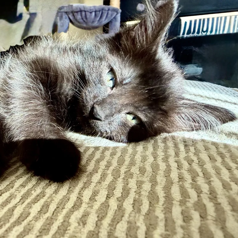 A baby small-sized female Black Domestic Short Hair cat named Ruby for adoption in Antioch, CA