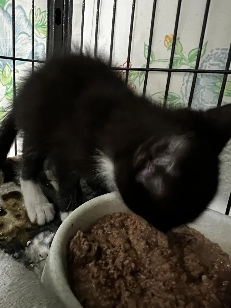 A baby large-sized male Tuxedo cat named Archer for adoption in Ringwood, NJ