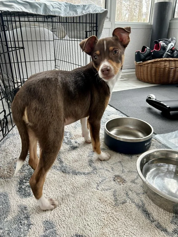 Charlie Brown thumbnail 2