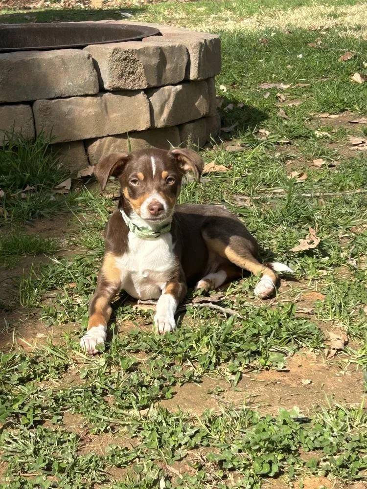 Charlie Brown thumbnail 4