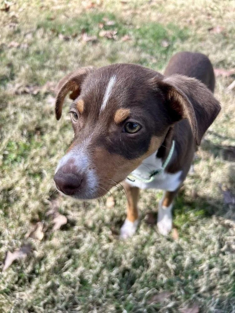 Charlie Brown thumbnail 5