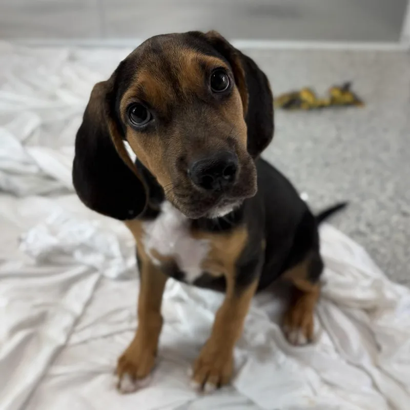 A baby small-sized male Black Beagle dog named Bunsen for adoption in Freeport, FL