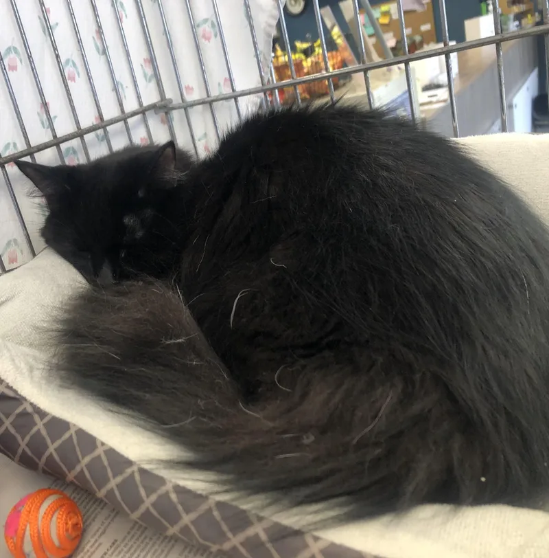 An adult medium-sized male Black Domestic Medium Hair cat named Zero for adoption in Parma, OH