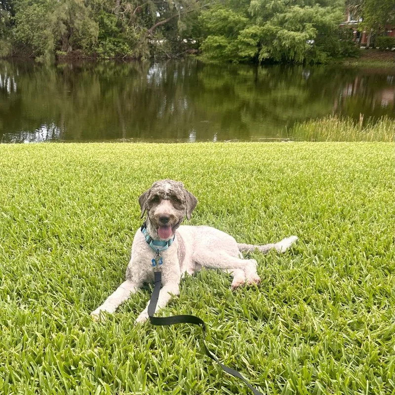 An adult medium-sized female White / Cream Golden Retriever dog named Shaggy for adoption in Fort Lauderdale, FL