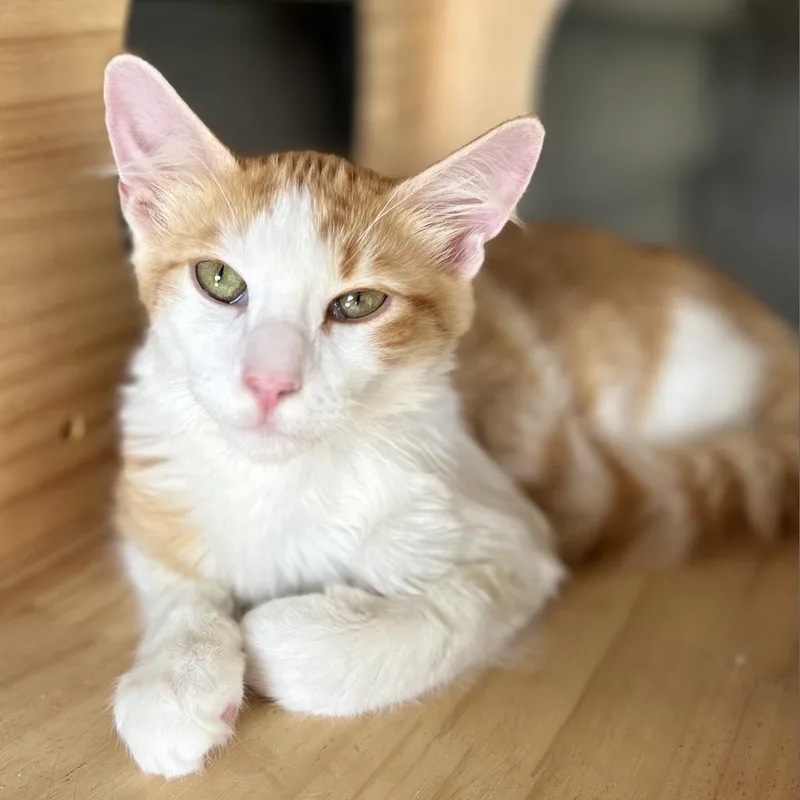 An adult large-sized male Orange / Red Domestic Long Hair cat named Mango Tango for adoption in Freeport, FL