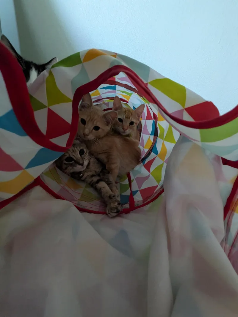 A baby small-sized male Domestic Short Hair cat named Cymbal for adoption in Milwaukee, WI