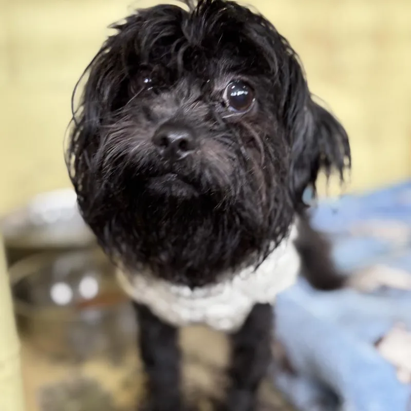 Coco thumbnail 4