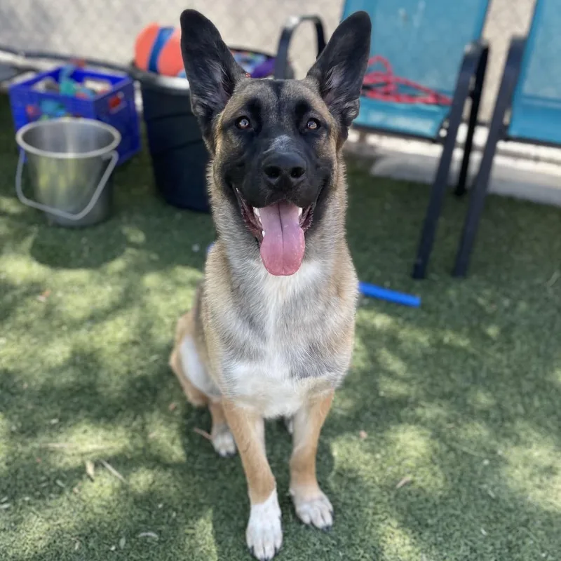 A young large-sized male Brown / Chocolate Belgian Shepherd / Malinois dog named Frankie for adoption in Henderson, NV
