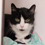 A senior medium-sized male Black & White / Tuxedo Domestic Short Hair cat named Bootsy for adoption in Hilliard, OH
