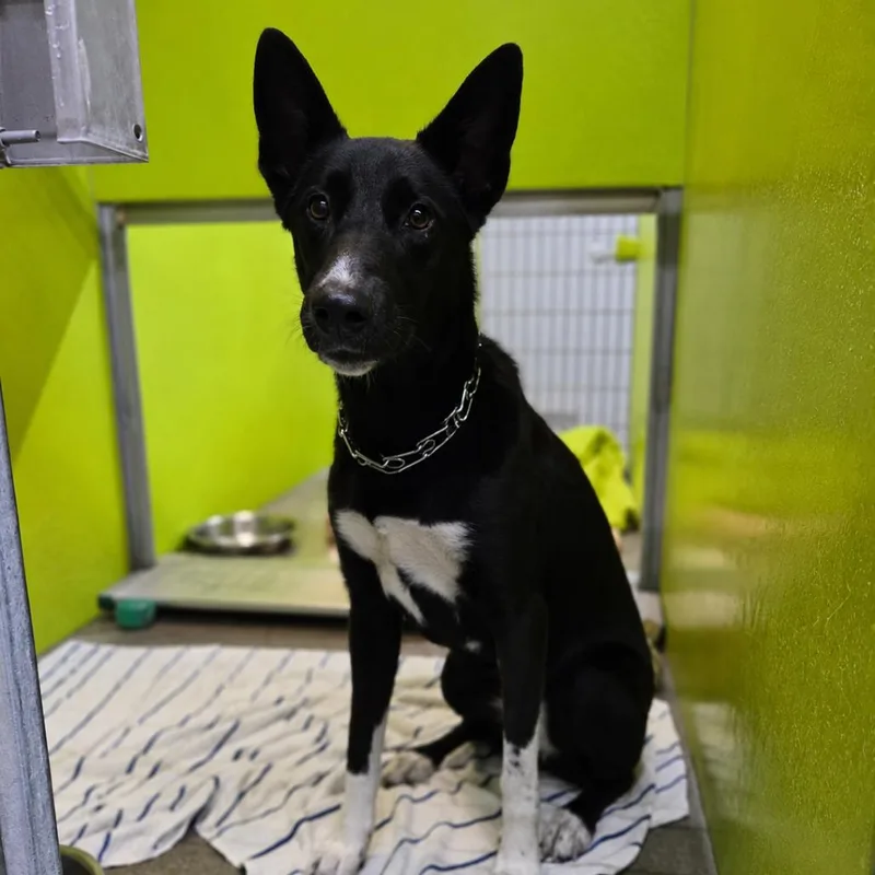 An adult medium-sized female Black German Shepherd Dog dog named Athena for adoption in San Jacinto, CA