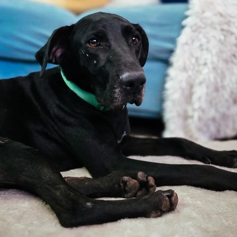 A young large-sized male Black Labrador Retriever dog named Moose for adoption in Rossville, GA