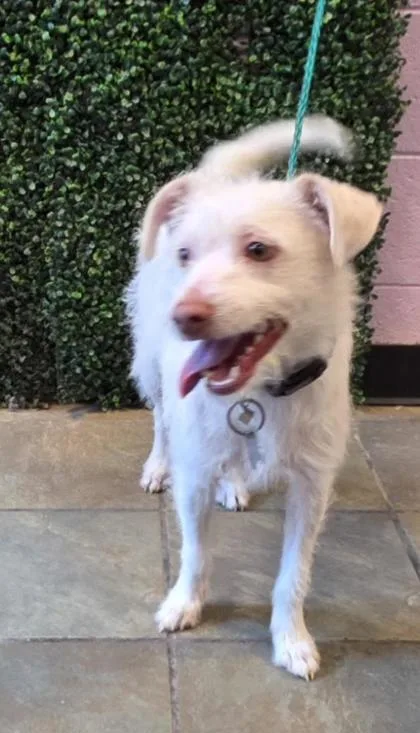 A young small-sized male White / Cream Terrier dog named Leo for adoption in El Paso, TX