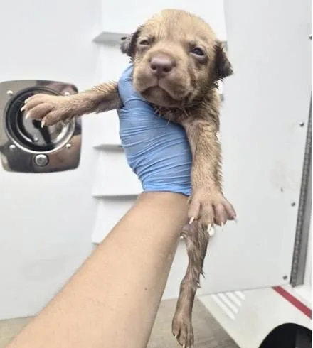 A baby small-sized female German Shepherd Dog dog named Charro for adoption in Houston, TX