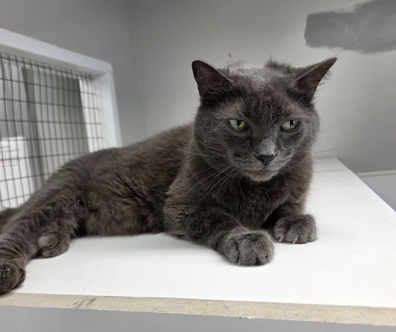 A senior medium-sized male Gray / Blue / Silver Domestic Short Hair cat named Shadow for adoption in Carsonville, MI