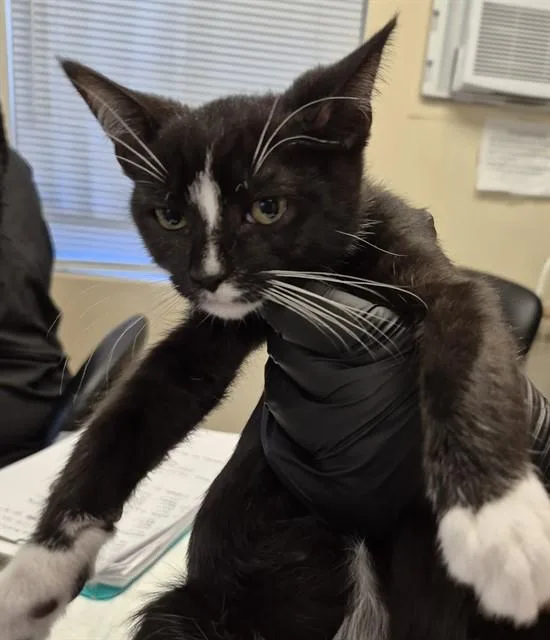 A baby small-sized male Domestic Short Hair cat named Spaghetti for adoption in Lodi, CA