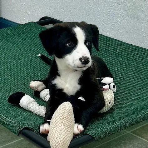 A baby medium-sized female Black Mixed Breed dog named Dottie for adoption in Poplar Bluff, MO
