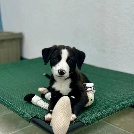 Dottie thumbnail 2