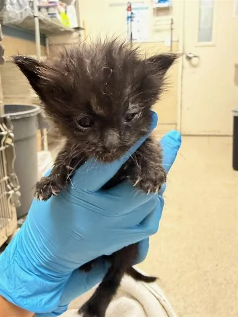 A baby small-sized female Domestic Short Hair cat named Jodi for adoption in Riverside, CA