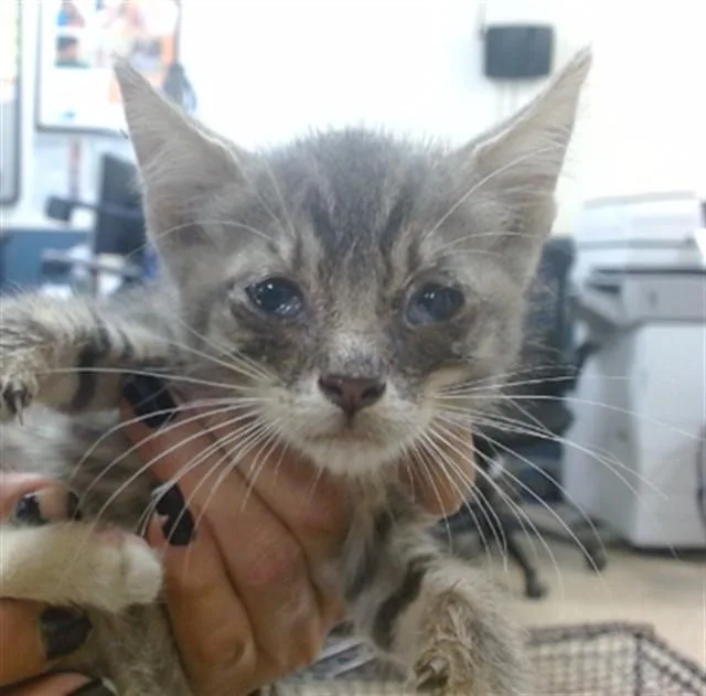 A baby small-sized male Domestic Short Hair cat named Ranger for adoption in Miami, FL