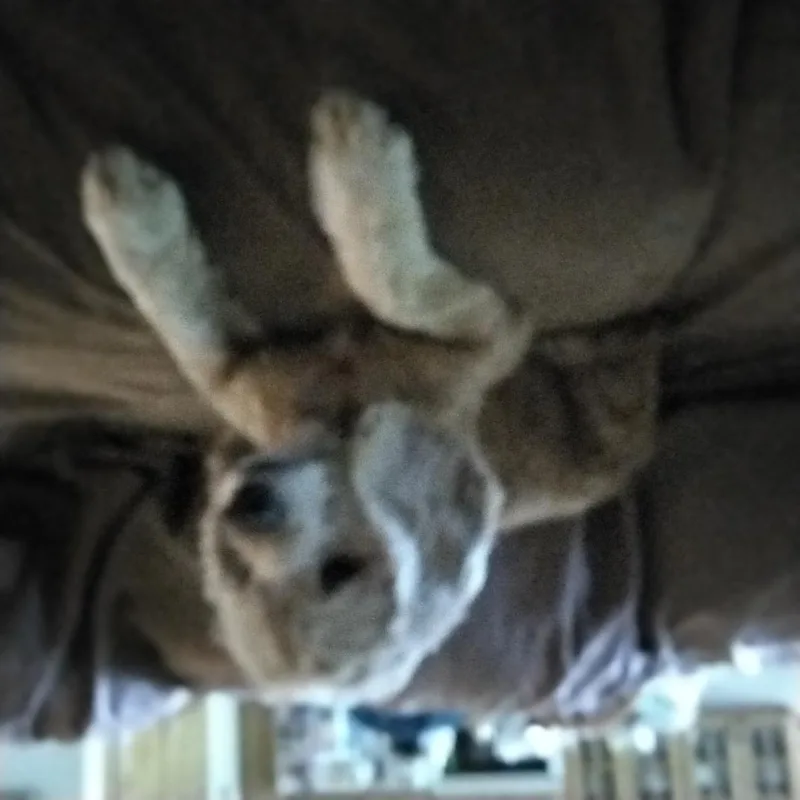 A senior small-sized male Cocker Spaniel dog named Trooper for adoption in Grove, OK
