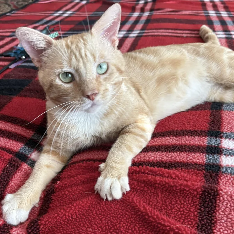 A young medium-sized male Tabby (Orange / Red) Domestic Short Hair cat named Surfin' USA for adoption in Liverpool, TX