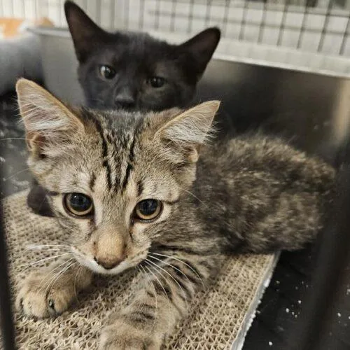 A baby small-sized female Tabby (Brown / Chocolate) Domestic Short Hair cat named Jalen for adoption in Tampa, FL