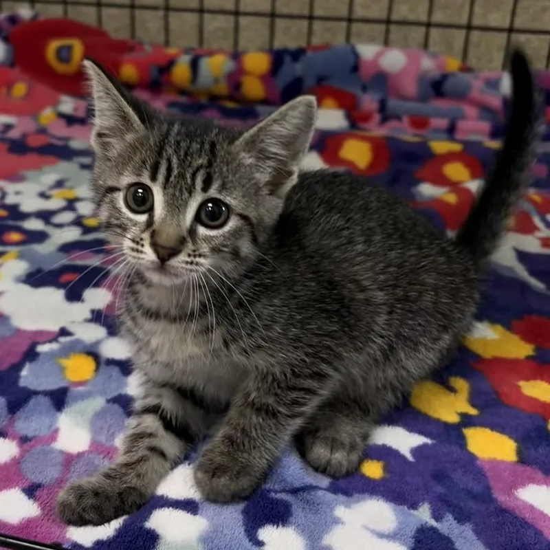 A baby small-sized female Brown / Chocolate Domestic Short Hair cat named Trixie for adoption in Deerfield, IL