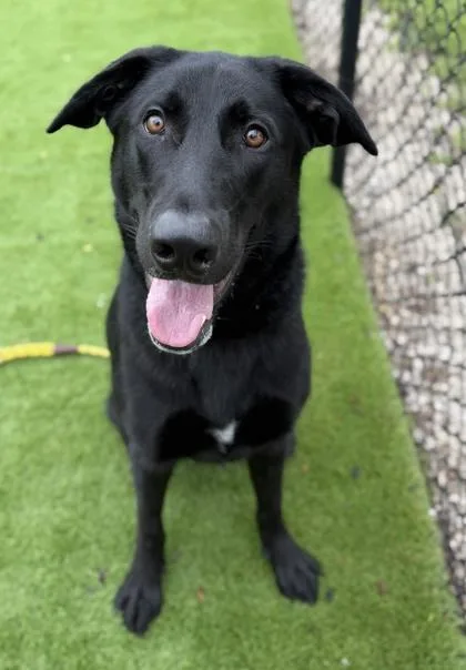 A young large-sized male Mixed Breed dog named Bruno for adoption in Daytona Beach, FL