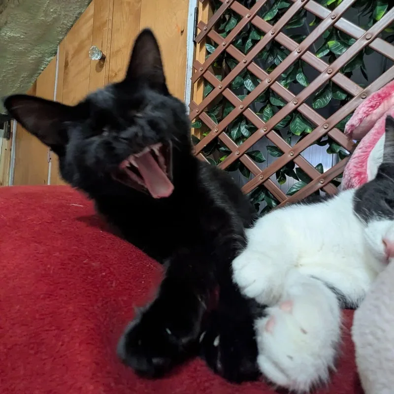 A baby medium-sized female Black Domestic Short Hair cat named Charlotte for adoption in Kentwood, MI
