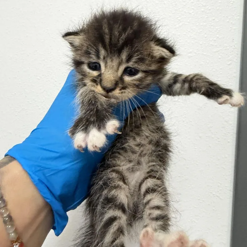 A baby small-sized male Brown / Chocolate Domestic Short Hair cat named Iggy I for adoption in Edinburg, TX